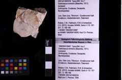 Foto (Objekt + Etiketten) von Gastrosacus eminens (Blaschke, 1911) (NHMW-GEO-1990-0041-0487)